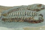 Pair Of Large Lower Cambrian Trilobites (Longianda) - Issafen, Morocco #233860-3